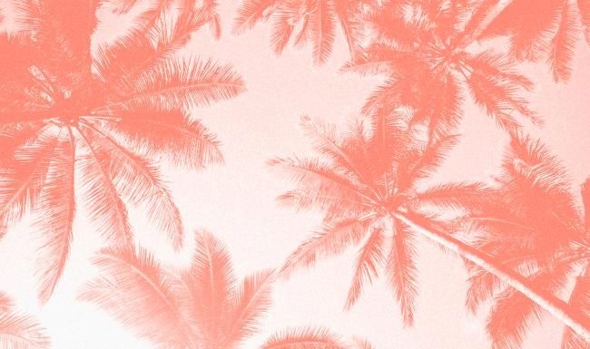 a group of palm trees